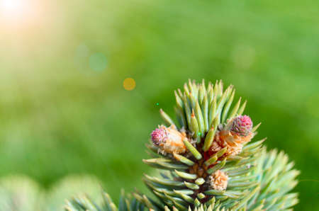 Blauwsp Flowers Under The Sunshineの写真素材
