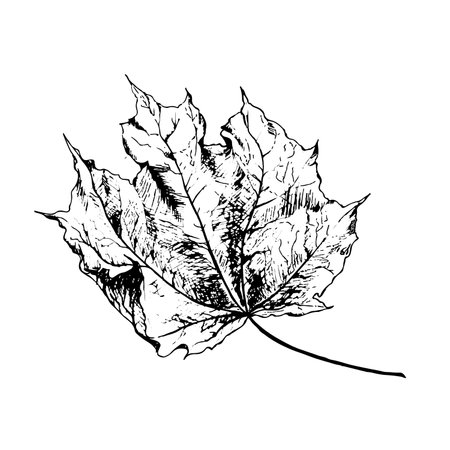 Vector maple autumn drawing leaf. Isolated object. Hand drawn detailed botanical illustration.のイラスト素材