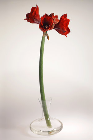 potted amaryllis flowerの写真素材