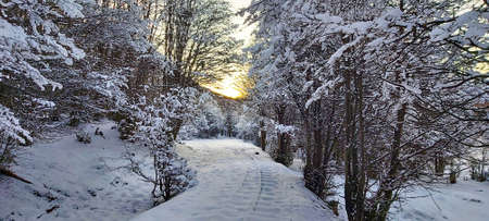 Train road curve surrounded by a winter landscape with a snowy forestの写真素材