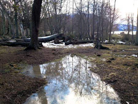 Forest landscape with small water mirror reflecting the silhouette of tree branchesの写真素材