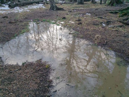 Reflection of the branches of a tree on the waterの写真素材