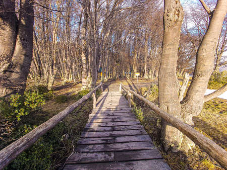 Way to enter the forestの写真素材