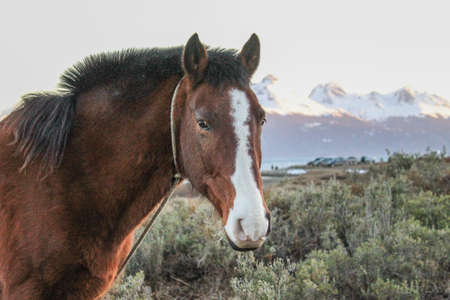 Horse tied around the neck with a rope in the fieldの写真素材