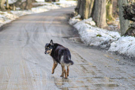Lonely dog walking through the forest turning the head to see if they follow itの写真素材