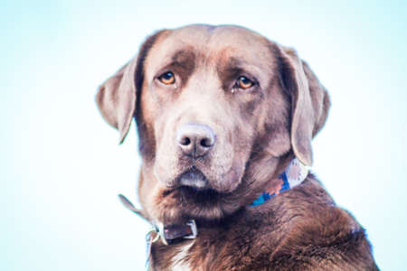 Simple garden dog garment colorの写真素材