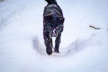 Black colored dog walking in the snow with defiant lookの写真素材