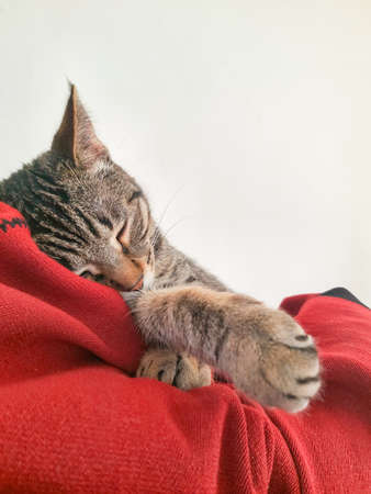Little cat sleeping on a red blamket in the houseの写真素材