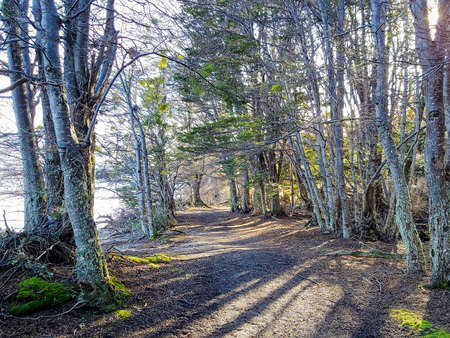 Rays of the sun entering through the forestの写真素材