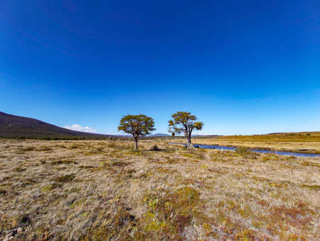Two trees together in the middle of the field