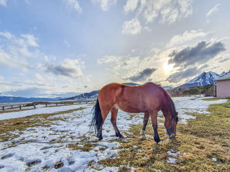 Horse eating in a winter sceneryの写真素材