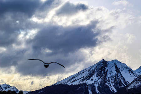 Seagull deploying his flight to the mountainの写真素材