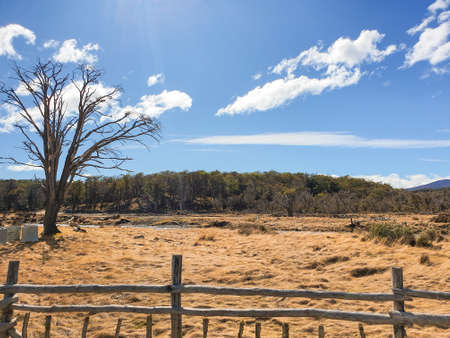 General view of the field with a leafless tree behind a sky with few cloudsの写真素材