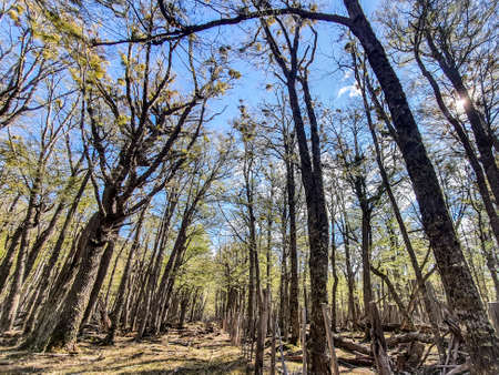 Forest with tall thin treesの写真素材