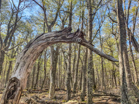 Bird-shaped arched tree trunkの写真素材