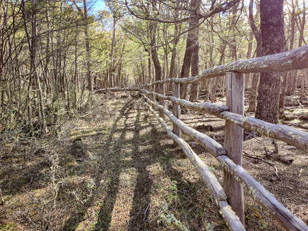 Path in the forest lined with an old wooden gateの写真素材