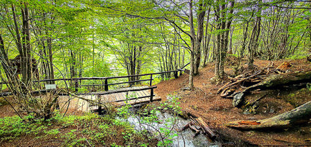 wooden bridge in the middle of the forestの写真素材