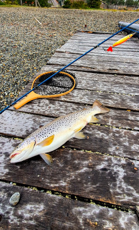 Patagonian trout fishing in the southern lakesの写真素材