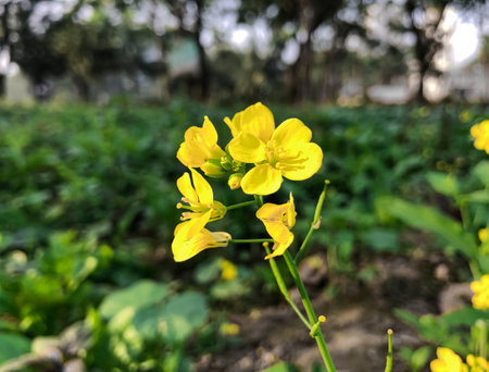 Mustard flower in Winter . Closeup flower Photo