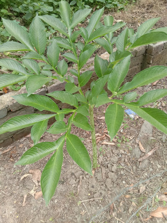 This image showcases a healthy, vibrant green plant growing in a garden. The plant has broad, glossy leaves and is surrounded by soil and some scattered leaves. It appears to be thriving in its environment, indicating proper care and attention.の写真素材