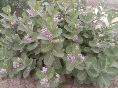 This image showcases a vibrant and healthy shrub adorned with clusters of delicate purple flowers. The shrub features broad, green leaves that provide a lush backdrop for the blooms. The plant appears to be thriving in an outdoor setting, possibly a garden or natural landscape. The overall scene exudes a sense of tranquility and natural beauty.の写真素材