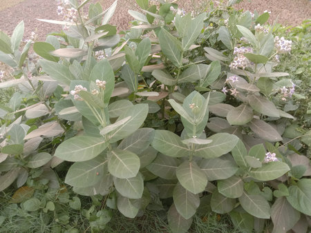 This image captures a vibrant and healthy shrub with large, green leaves. The plant is thriving outdoors, displaying a mix of lush foliage and delicate flowers. The leaves are broad, contributing to the overall robust appearance of the shrub. The background suggests a natural setting, possibly a garden or a park, where the plant is growing amidst other greenery.の写真素材