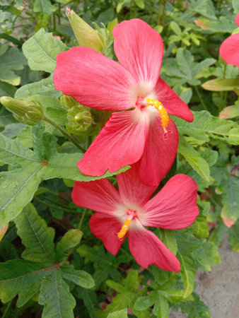 This image captures a close-up view of three vibrant red hibiscus flowers in full bloom. The flowers have delicate white and yellow centers, surrounded by lush green foliage. Dew drops are visible on the petals, suggesting that the photo was taken in the early morning. The flowers are the focal point, standing out against the verdant background.