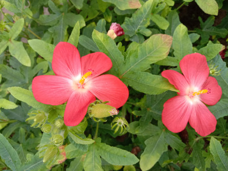 This image showcases two beautiful red flowers with yellow centers, surrounded by lush green leaves. The flowers are in full bloom, standing out against the verdant foliage. The vibrant colors and natural setting create a serene and picturesque scene.