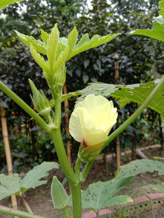 This image depicts a young okra plant growing in a garden. The plant has large, green leaves and a...