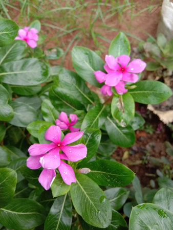 This image captures a close-up view of vibrant pink flowers blooming amidst lush green leaves. The...