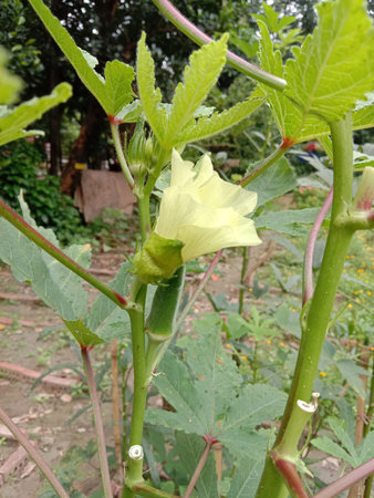 This image depicts a young okra plant growing in a garden. The plant has large, green leaves and a...
