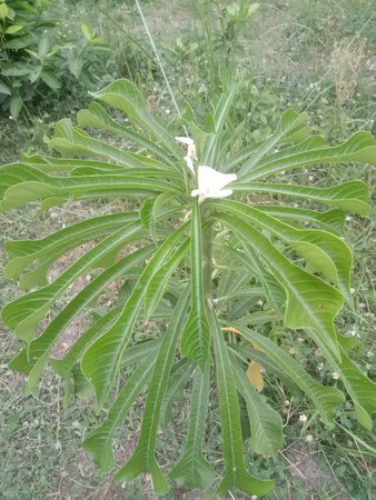 This image showcases a large green leaf plant growing in a natural outdoor setting. The plant has...