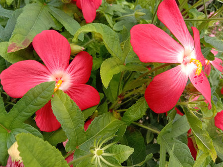 This image captures a close-up view of two stunning red hibiscus flowers in full bloom. The flowers have a vibrant red petal with a contrasting white center, surrounded by lush green leaves. The flowers are set against a backdrop of green foliage, highlighting their vivid color and delicate structure.
