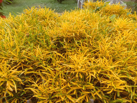 This image captures a lush, vibrant yellow bush thriving in a garden setting. The bush features...