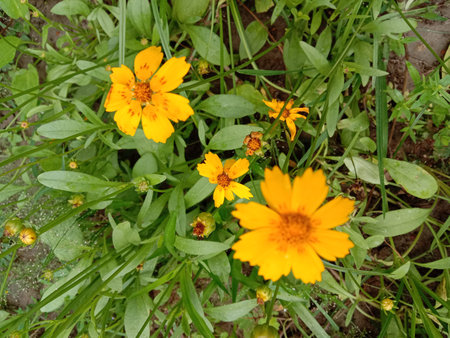 This image captures a vibrant scene of bright yellow flowers blooming in a lush garden. The flowers,...