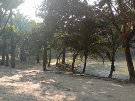 The image captures a serene scene of a dirt path winding its way through a grove of tall, leafy trees. The sunlight filters through the dense foliage, casting dappled shadows on the ground. The path appears to be well-trodden, suggesting frequent use. The trees are lush and green, indicating a healthy, thriving environment. The overall atmosphere is peaceful and inviting, perfect for a leisurely walk.の写真素材