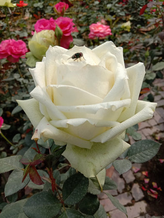 The image showcases a single, fully bloomed white rose in the foreground, its delicate petals spread wide open. A bee is seen resting on one of the petals, adding a touch of life to the scene. Surrounding the white rose are other blooming roses in shades of pink and red, creating a vibrant and natural garden setting. The background is slightly blurred, focusing attention on the white rose and its immediate surroundings, highlighting the beauty of the flower and the interaction between the plant and nature.の写真素材