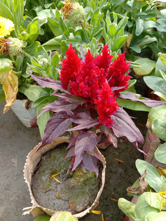 The image showcases a striking red celosia flower in full bloom nestled within a natural woven...