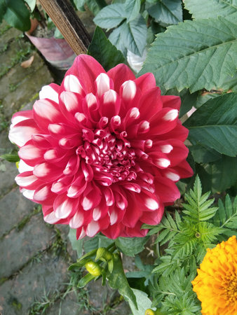 This image showcases a striking dahlia flower in full bloom with deep red petals accented by white edges. The flower is surrounded by lush green leaves and other garden plants, creating a vivid and natural garden scene. The petals are layered and slightly ruffled, adding texture and depth to the bloom.の写真素材