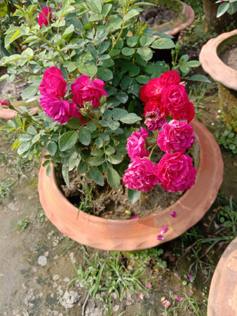 The image showcases a terracotta pot filled with lush green foliage and bright red roses in full bloom. The roses are dense and appear healthy, with rich green leaves surrounding them. The pot is placed outdoors, likely in a garden or patio setting, with additional greenery visible in the background.の写真素材