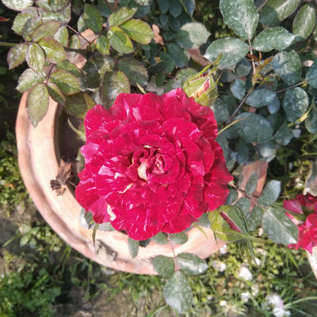 The image showcases a striking red rose in full bloom, positioned centrally in a terracotta pot. The petals are rich and velvety, with a deep crimson hue. Surrounding the rose are dense, green leaves, which appear healthy and vibrant. The pot is partially covered with moss or small plants, adding to the natural aesthetic. The background is blurred but suggests a garden setting with more greenery.の写真素材