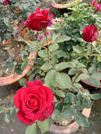 The image showcases a cluster of terracotta pots filled with green leafy plants, each bearing beautiful red roses in various stages of bloom. The vibrant red roses stand out prominently against the rich green foliage, indicating a healthy and thriving garden setting. The pots are arranged closely together, creating a lush and dense garden display.の写真素材