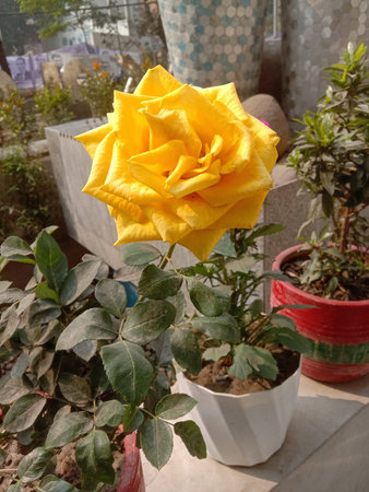 The image features a beautifully bloomed yellow rose placed in a white pot, surrounded by various green indoor plants. The rose is prominently displayed, showcasing its full, lush petals, while the plants in the background add a touch of natural greenery to the scene. The setting appears to be a sunny windowsill, suggesting a bright and airy environment.の写真素材