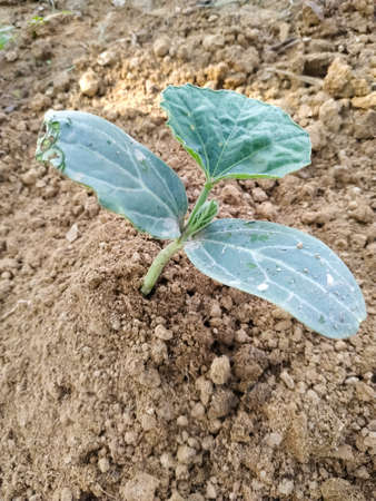 plant growing in soil. seedling in the soilの写真素材