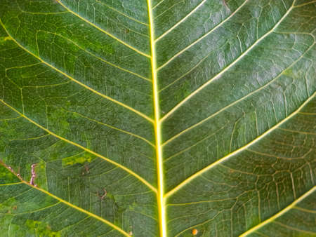 Young pipal green leaves natural. Colorful backgroundの写真素材