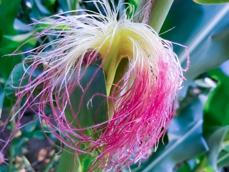 Close up of dandelion green and natural and Corn red and yellow flower beautifulの写真素材