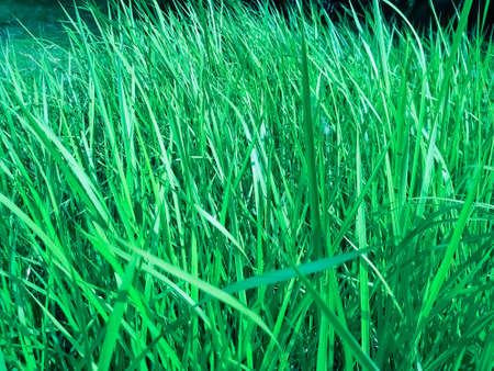 reeds flower in the wind green grass leaf natural