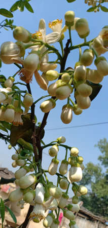 Lime flower white blooming on lemon tree natural green leaf.Background