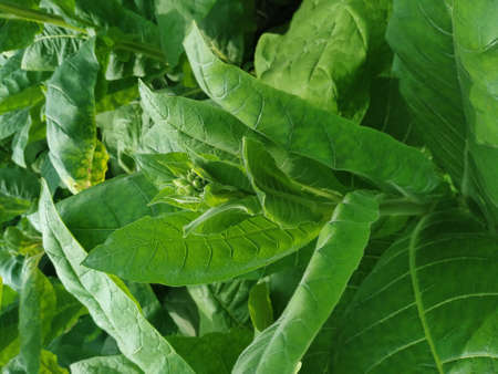 Young tobacco plants green leaf natural growing in field, Nepal.
