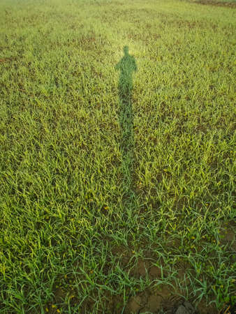 Self Shadow portrait in the grassの写真素材